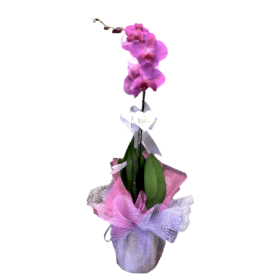 Pintura Tekli Pembe Orkide